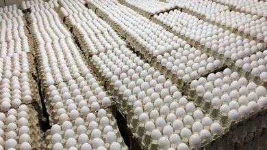 قیمت تخم مرغ در میادین تره بار کاهشی شد