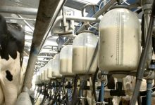رتبه ایران در تولید شیر جهان