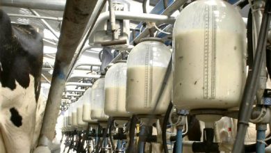 رتبه ایران در تولید شیر جهان