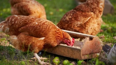 ثبات قیمت مرغ زنده در بازار