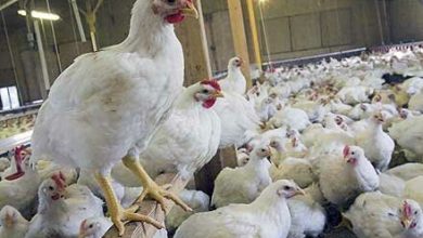 قیمت پایین مرغ در بازار باعث عدم رغبت مرغداران به تولید شده است