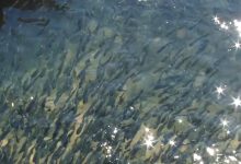 یک میلیون قطعه بچه ماهی در تالاب کارون رهاسازی شد