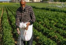 رشد 36 درصدی مصرف کودهای کشاورزی