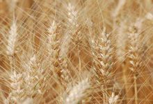 تولید گندم ایران رکورد زد