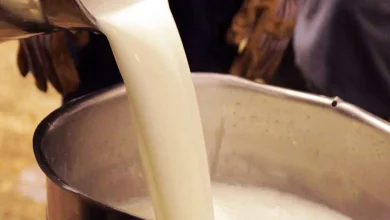 افزایش قیمت شیر خام