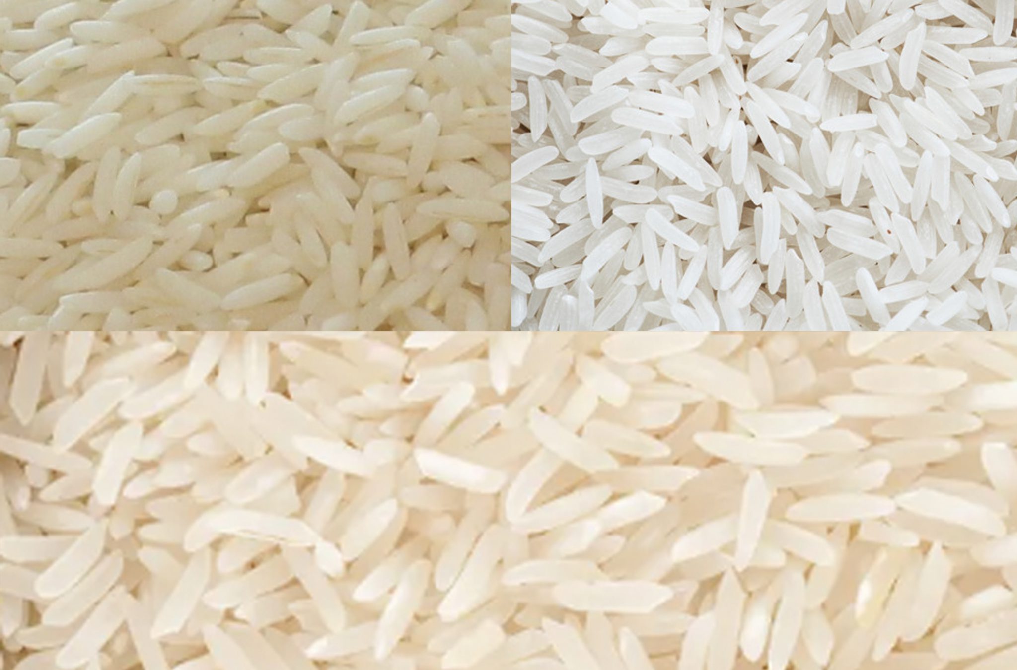تولید برنج