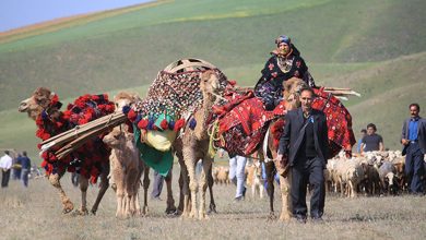 تامین گوشت عشایر