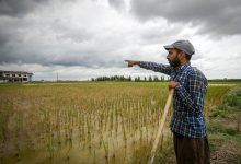 خشکسالی+آب+کشاورزی