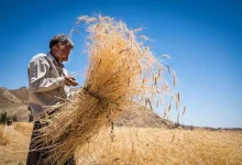 زنگ خطر کاهش تولید گندم به صدا درآمد---خرید تضمینی گندم