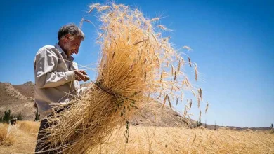 زنگ خطر کاهش تولید گندم به صدا درآمد---خرید تضمینی گندم