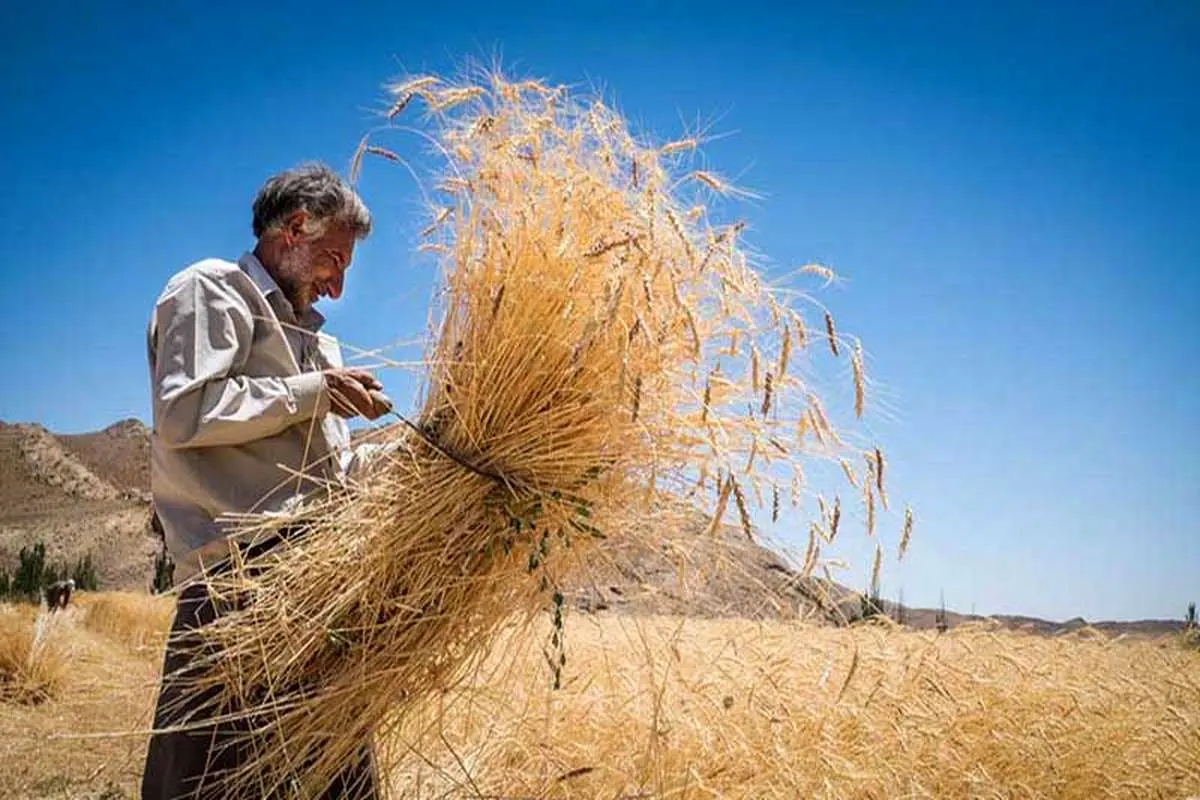 زنگ خطر کاهش تولید گندم به صدا درآمد---خرید تضمینی گندم