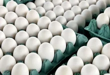 امروز(۱۵ مرداد)؛ قیمت واقعی تخم‌مرغ درب مرغداری‌ها کیلویی چند؟