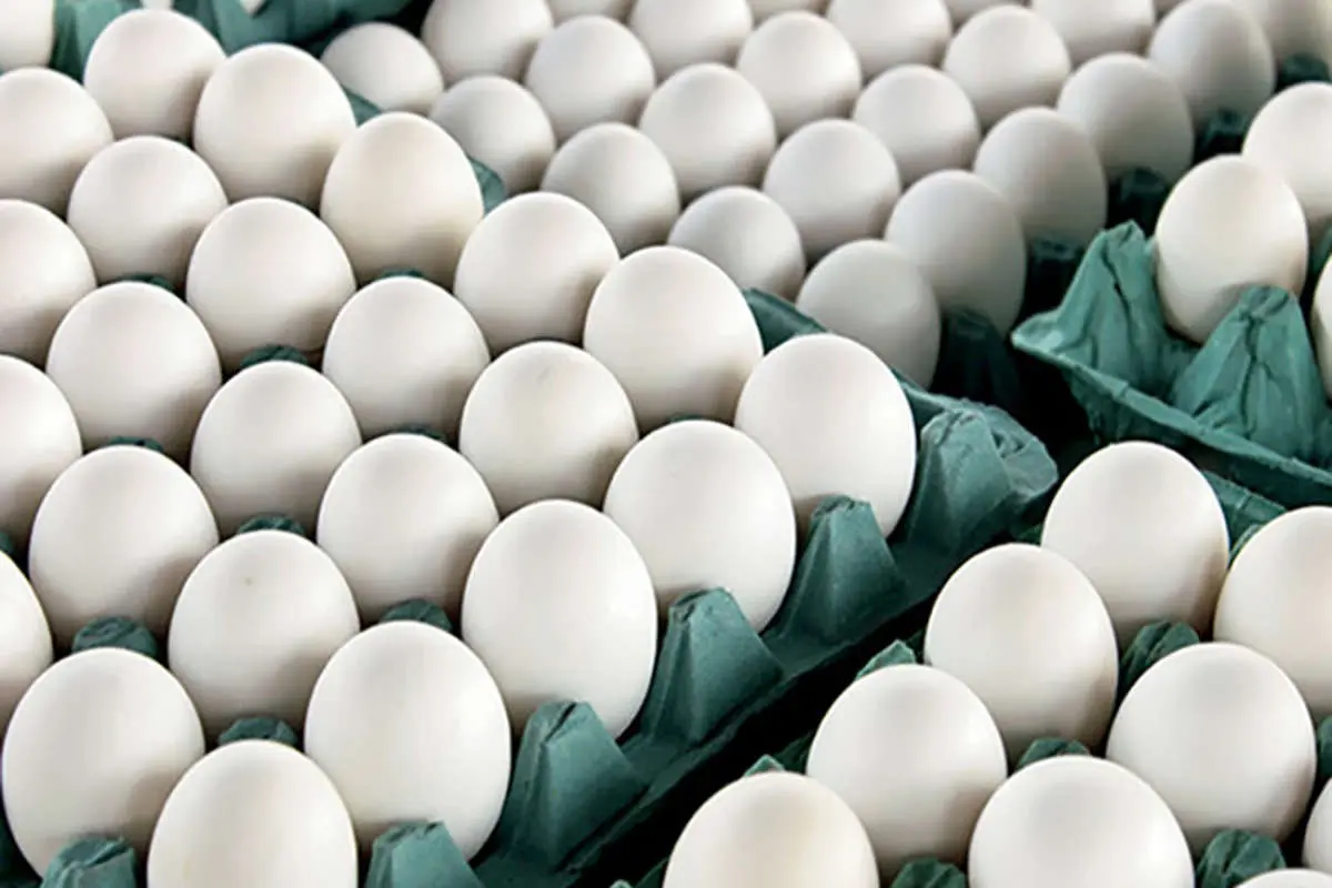 امروز(۱۵ مرداد)؛ قیمت واقعی تخم‌مرغ درب مرغداری‌ها کیلویی چند؟