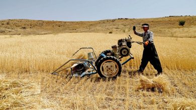 خبر خوش برای کشاورزان: واریز 30 هزار میلیارد تومان به حساب گندمکاران