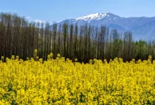 بومی سازی کلزا