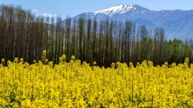 بومی سازی کلزا