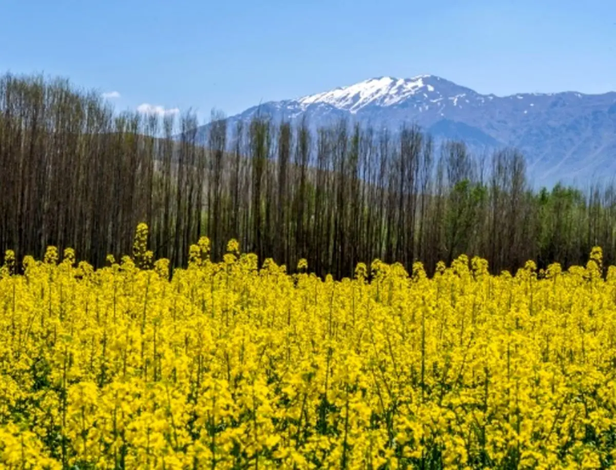 بومی سازی کلزا