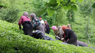 خرید تضمینی چای