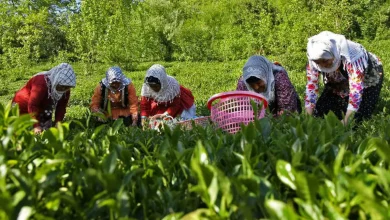 مطالبات چایکاران