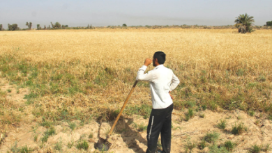 بارندگی کشت پاییزی