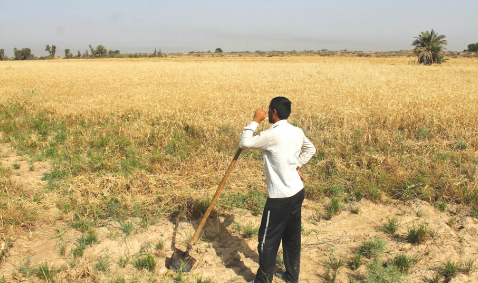 بارندگی کشت پاییزی