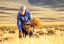 خبر مهم برای گندمکاران طلبکار؛ اعلام زمان واریز ۱۰۰ درصد مطالبات