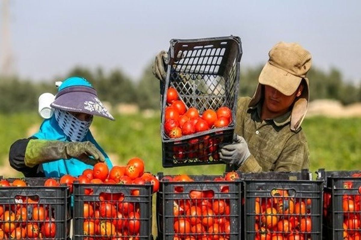 بیمه محصولات کشاورزی