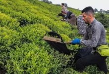 مطالبات چایکاران