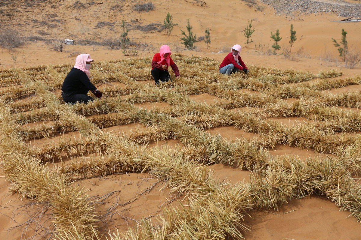 سرشماری کشاورزی