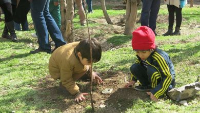 درختکاری نهال رایگان