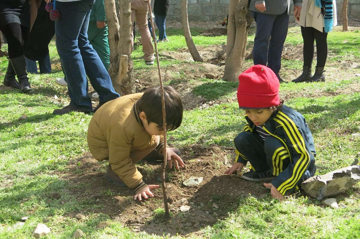 درختکاری نهال رایگان