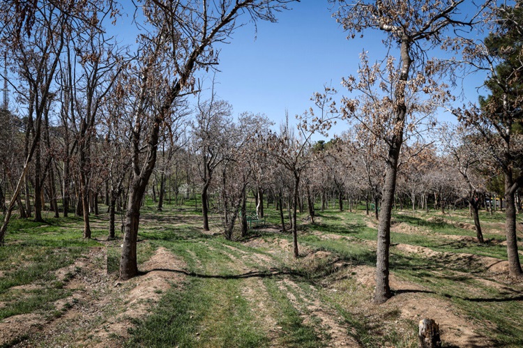بوستان چیتگر
