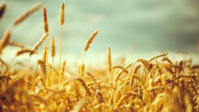 قیمت تضمینی گندم