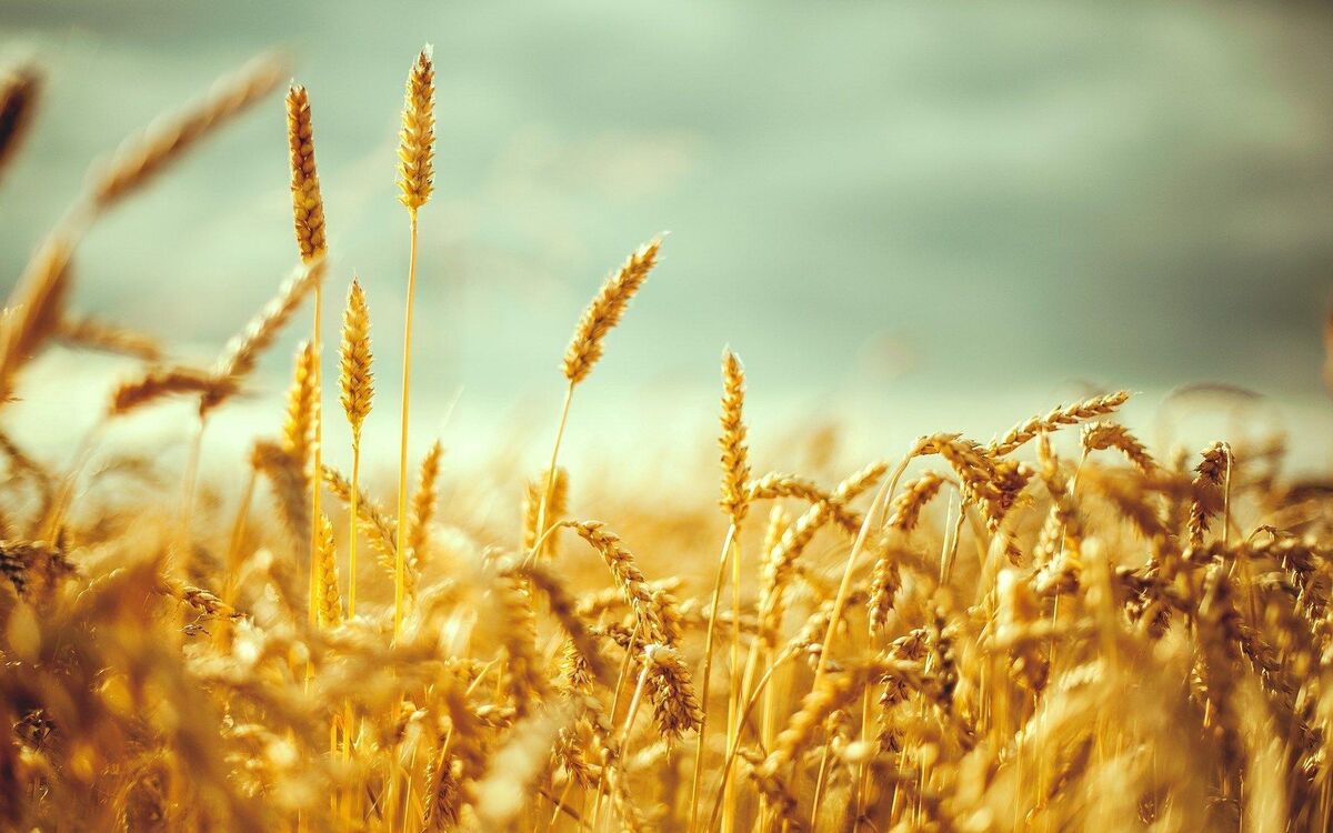 قیمت تضمینی گندم