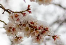 هوای گرم و برفی