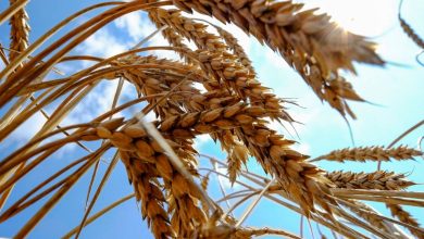 اصلاح قیمت گندم