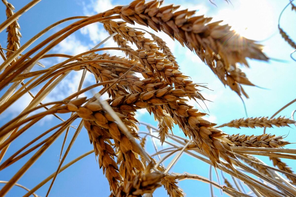 اصلاح قیمت گندم