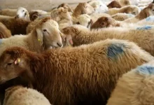 بازار دام زنده
