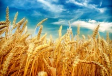 بازنگری در قیمت گندم
