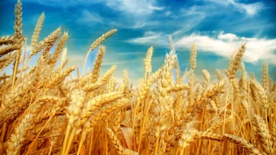 بازنگری در قیمت گندم