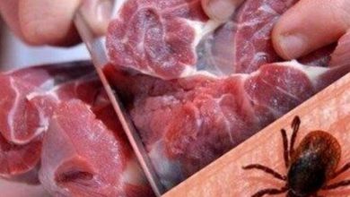 تب کریمه کنگو در فسا قربانی گرفت