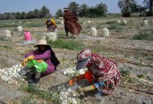 خرید تضمینی پیاز