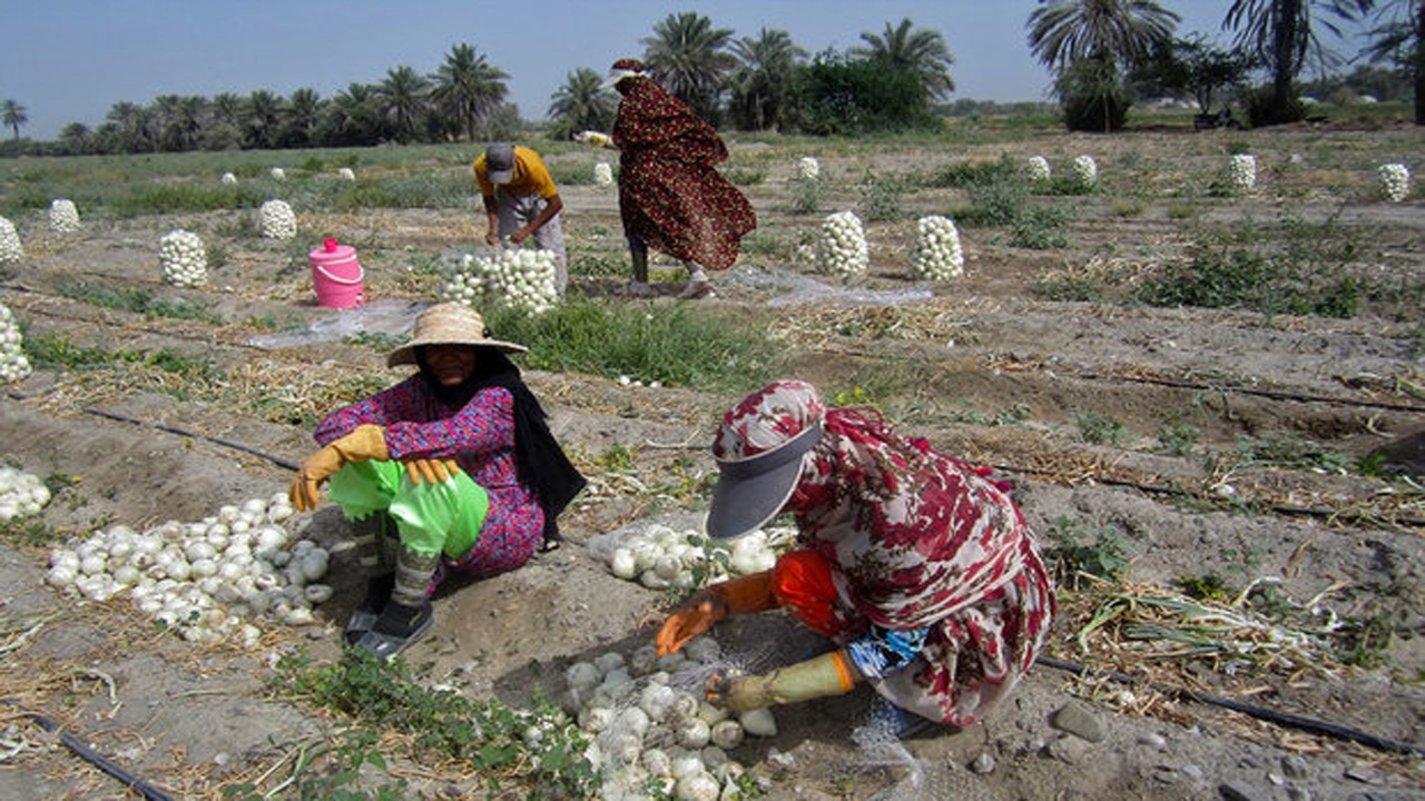 خرید تضمینی پیاز