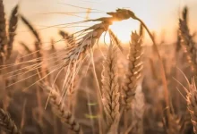 خرید تضمینی گندم