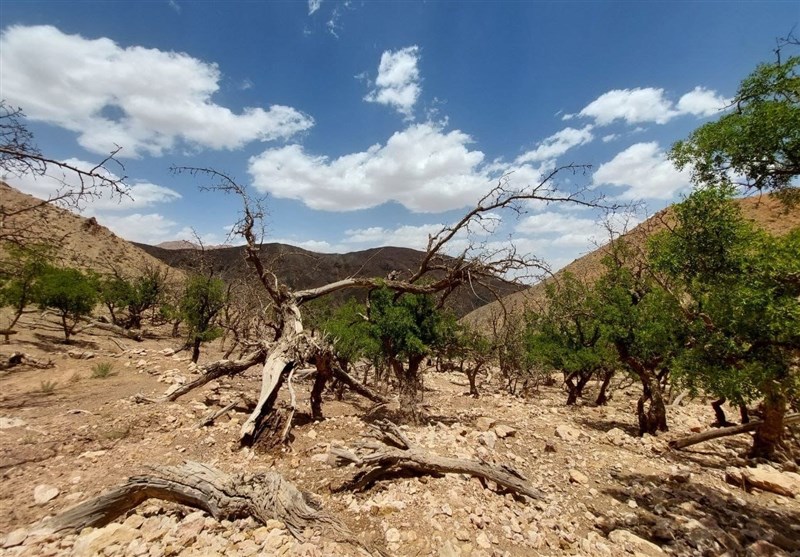 خشکسالی قزوین