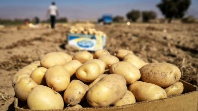 صادرات سیب‌زمینی