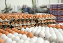 قیمت جدید تخم مرغ