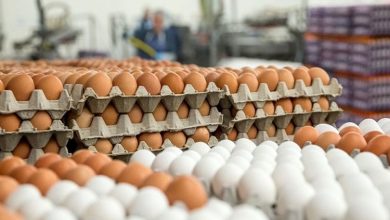 قیمت جدید تخم مرغ
