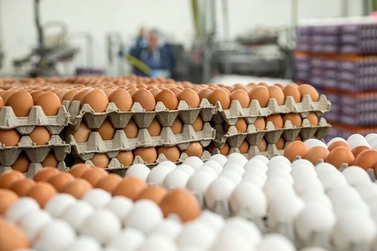 قیمت جدید تخم مرغ
