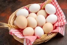 متفورمین تخم‌گذاری مرغ‌ها